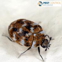 Beetle Control Brisbane image 3